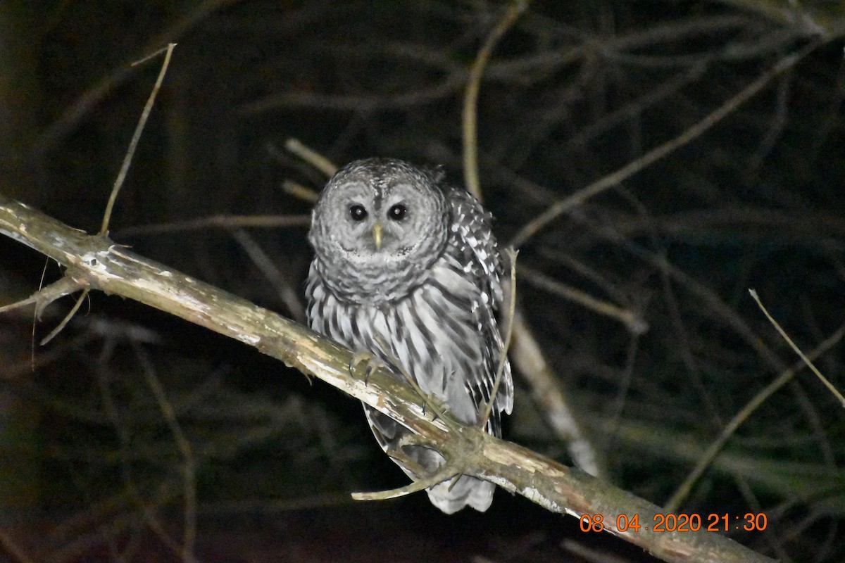 Barred Owl - ML409792451