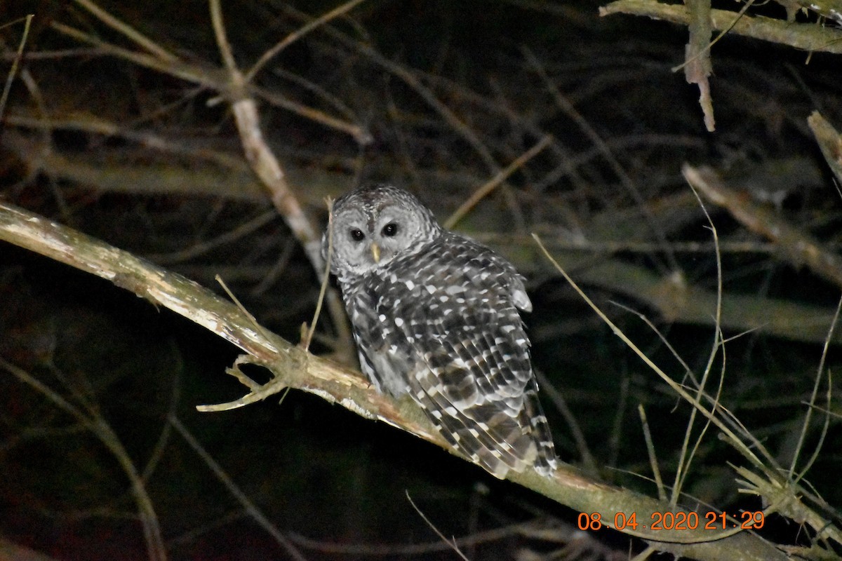 Barred Owl - ML409792631