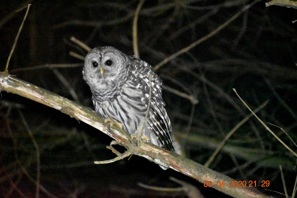 Barred Owl - ML409792841