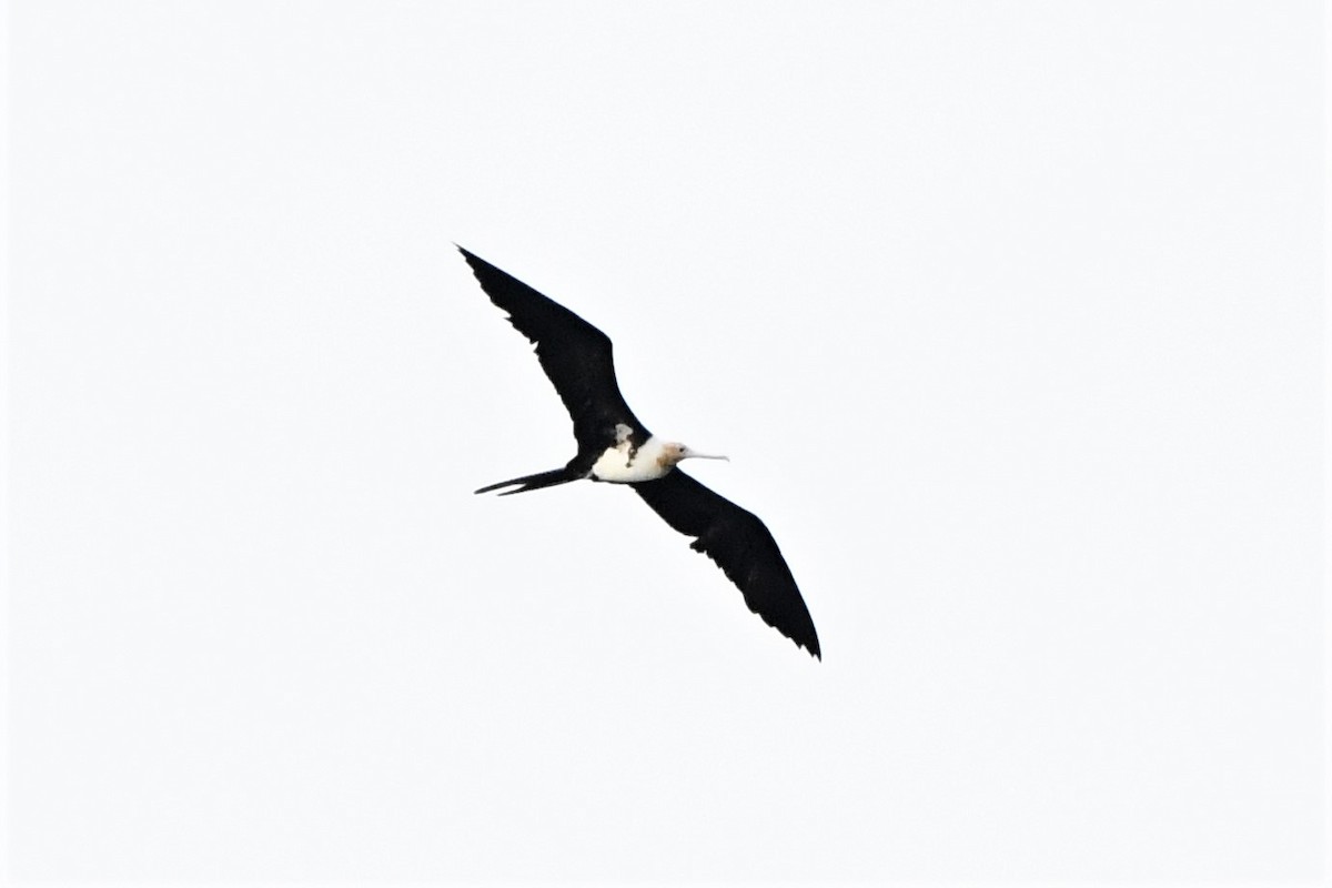 Christmas Island Frigatebird - ML409797581