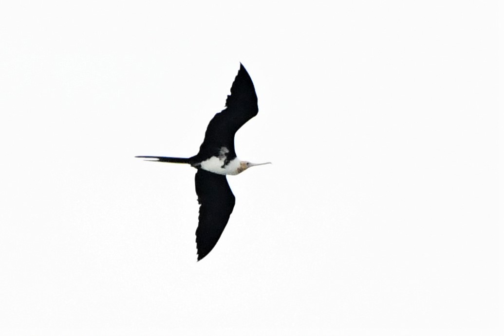 Christmas Island Frigatebird - ML409797621