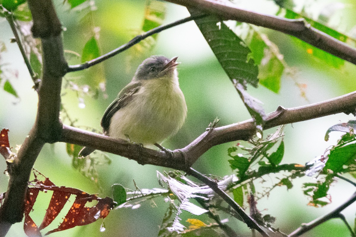 Gray-crowned Flatbill - ML409798221