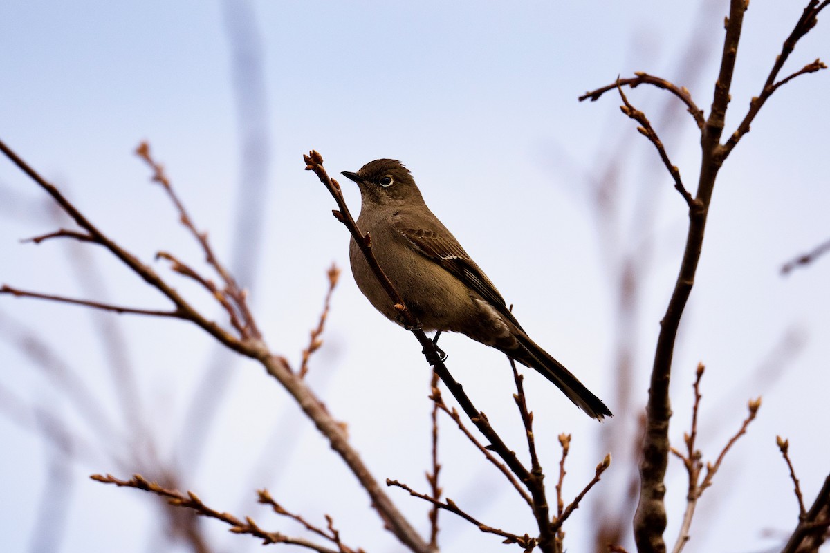 Townsend's Solitaire - ML409800181