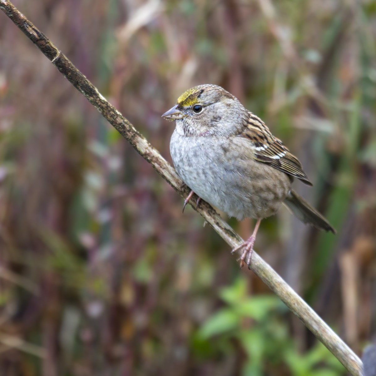 Golden-crowned Sparrow - Jessica Hadley