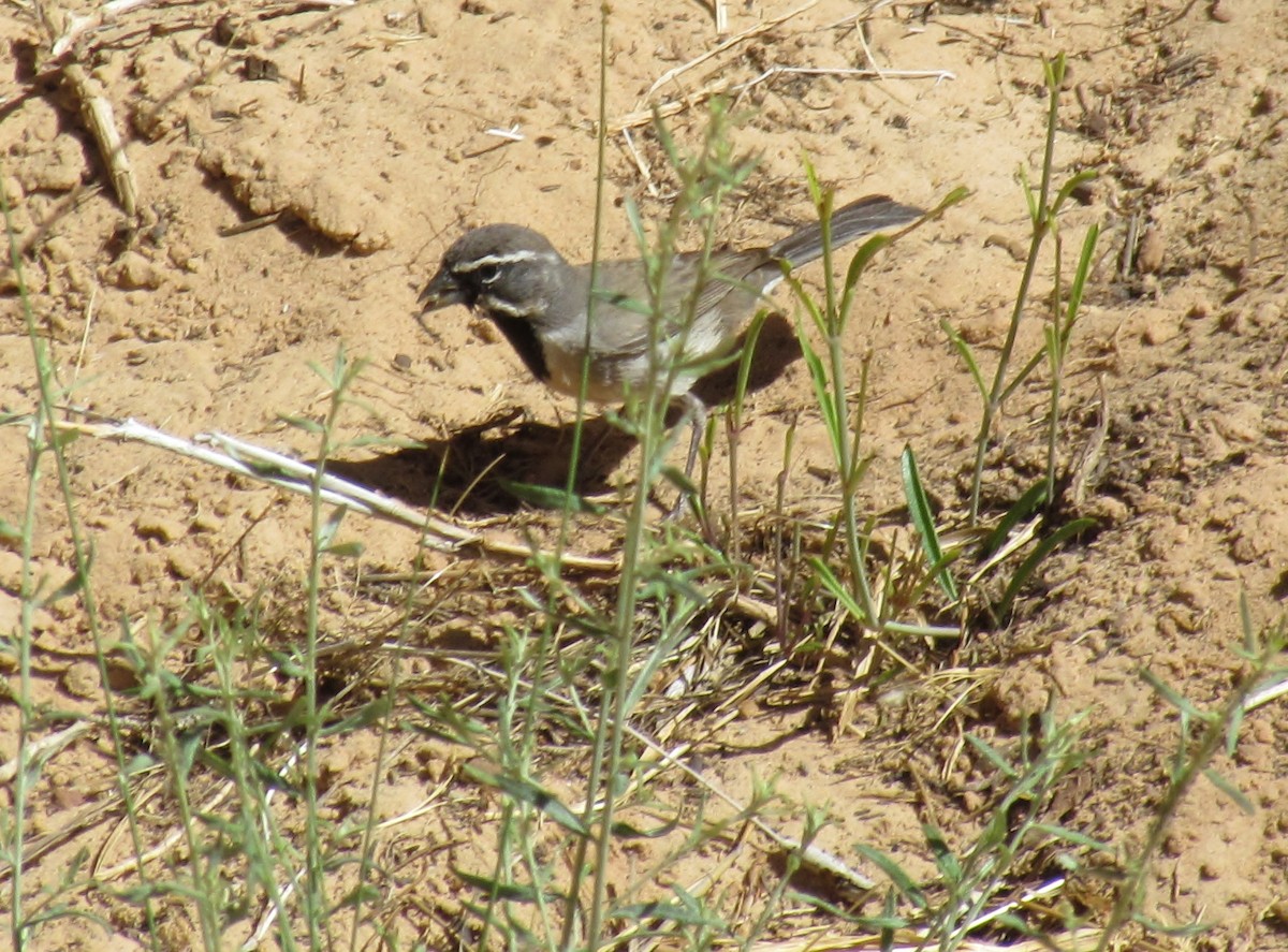 Black-throated Sparrow - ML40980691