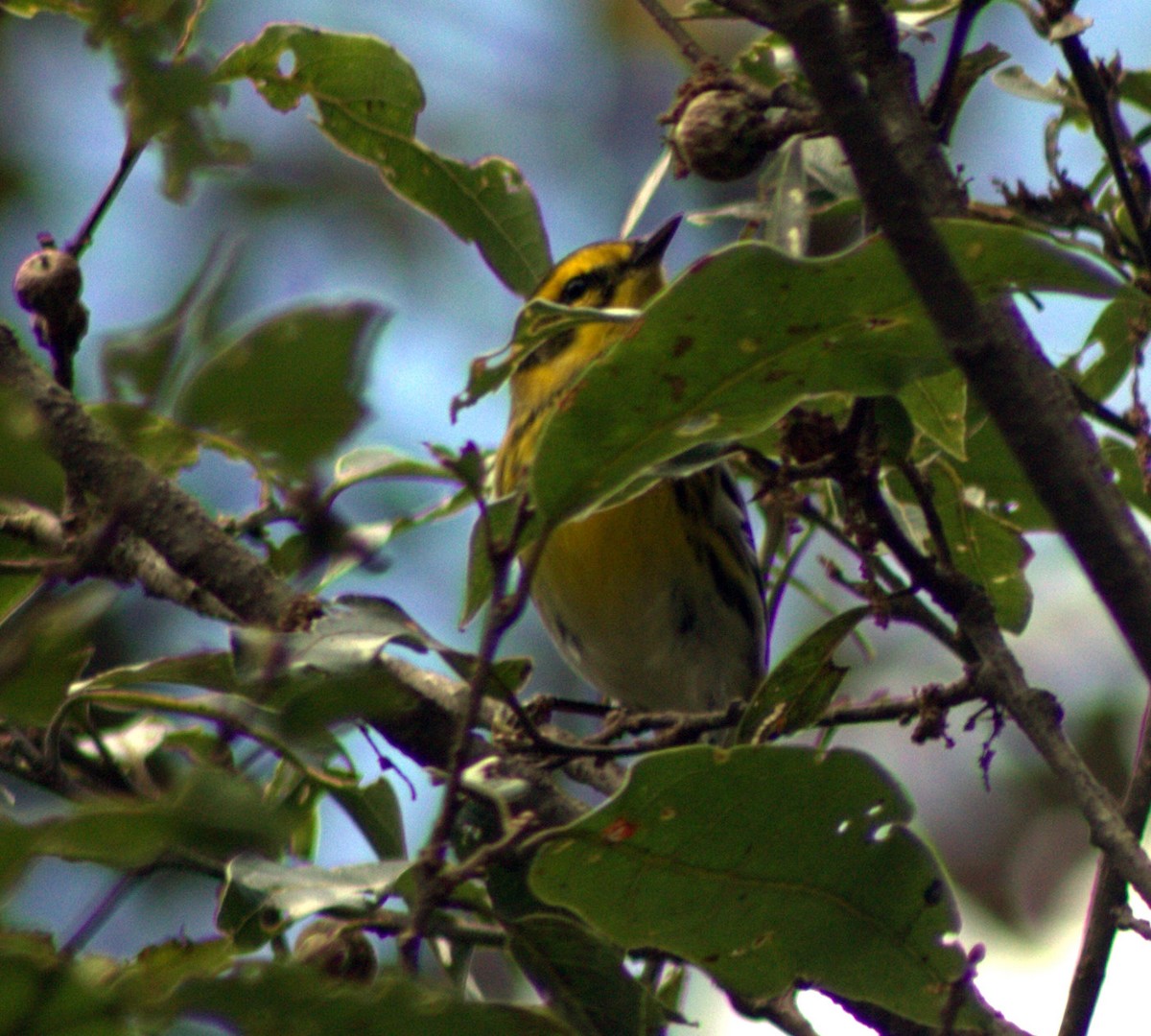 Townsend's Warbler - Thad Roller