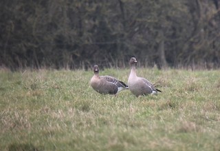 Pink-footed Goose, ML409819031