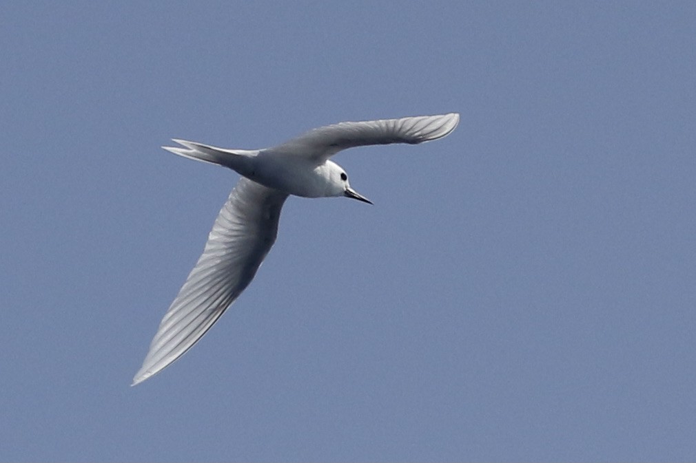 White Tern (Pacific) - ML409821241