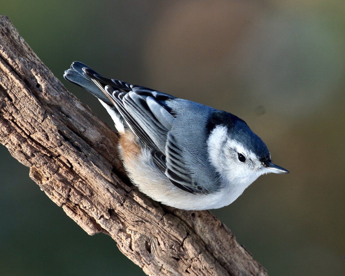 White-breasted Nuthatch - ML409827811