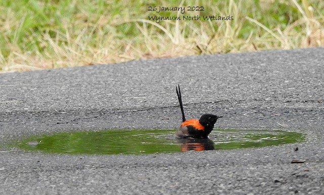 Male bathing in puddle. - Red-backed Fairywren - 