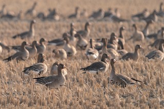 Greater White-fronted Goose, ML409832291