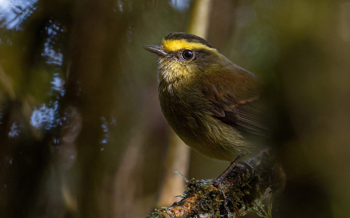 Yellow-bellied Chat-Tyrant - ML409835831