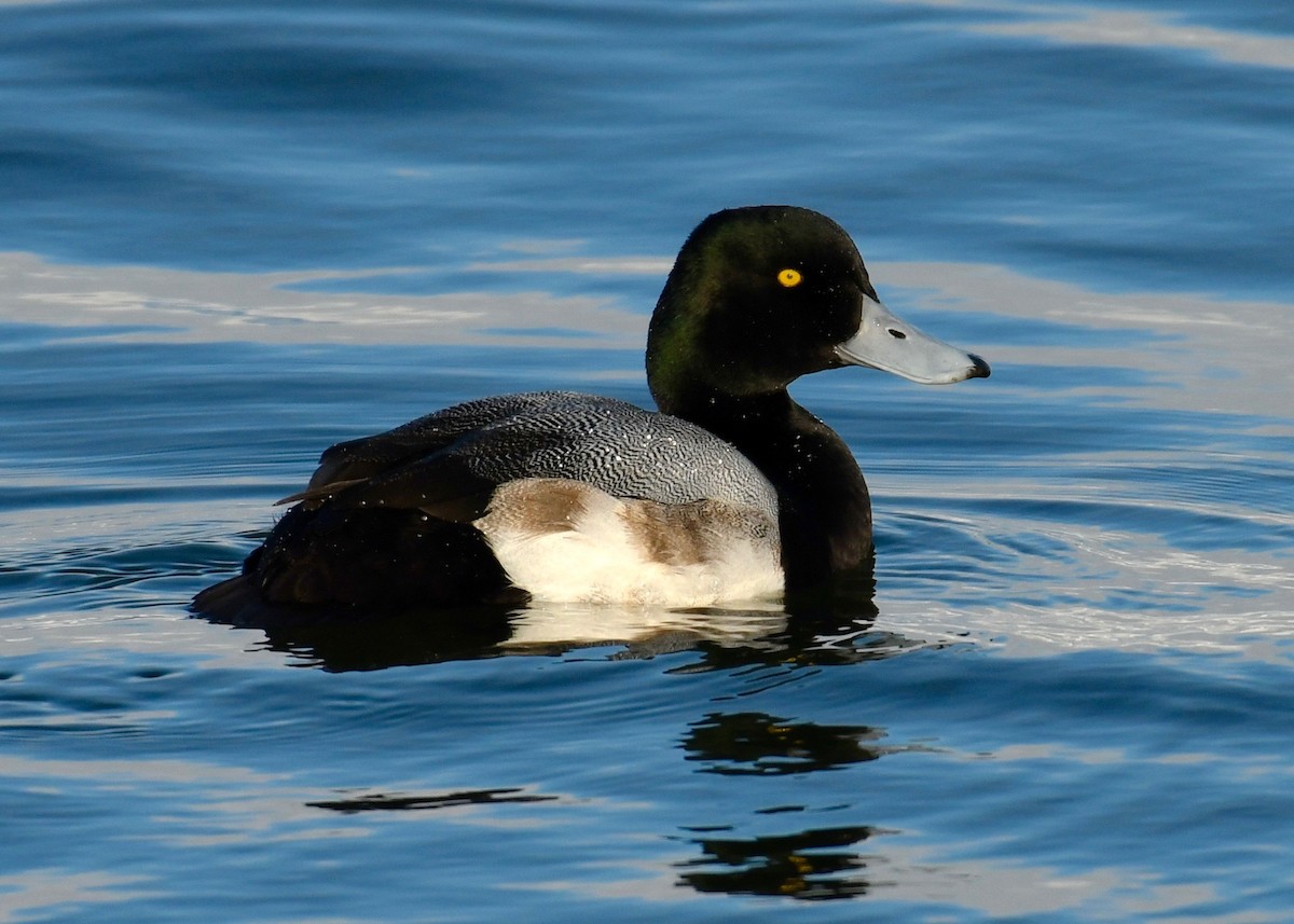 Greater Scaup - Alan Bloom