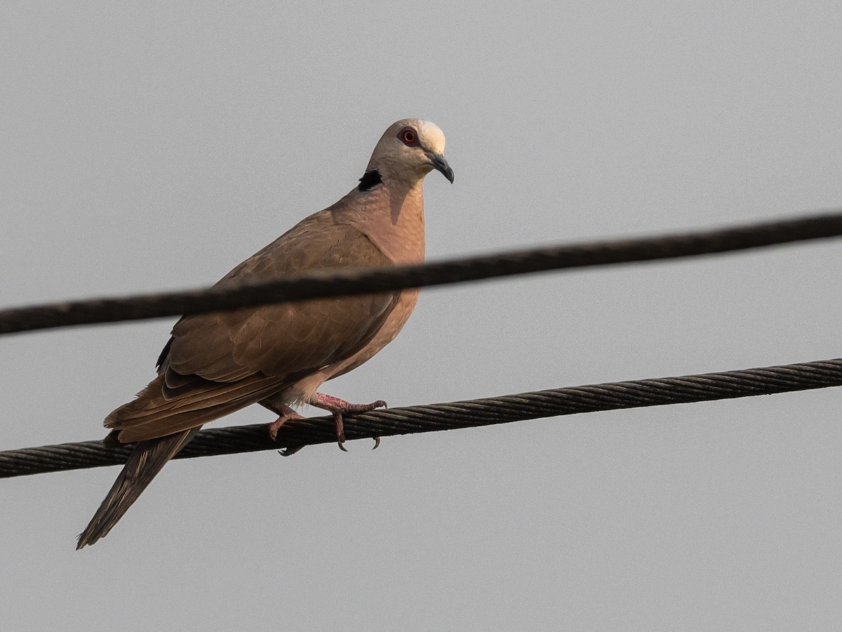 Red-eyed Dove - ML409838641