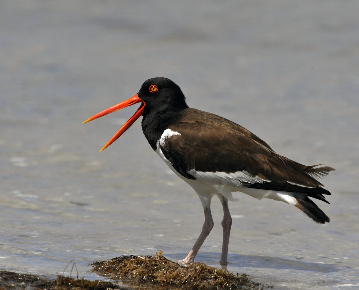 American Oystercatcher - Cliff Peterson