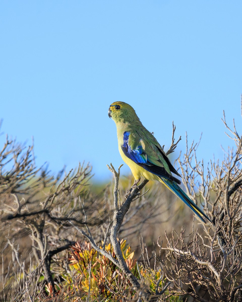 Blue-winged Parrot - ML409846331