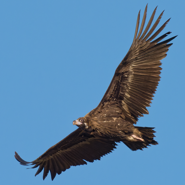 Second or Third Basic Cinereous Vulture. - Cinereous Vulture - 