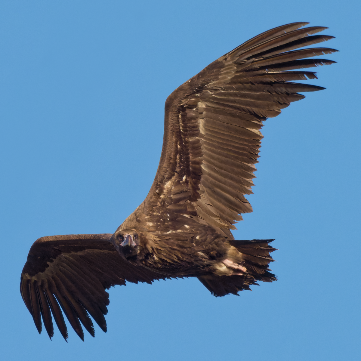 Cinereous Vulture - ML409846601