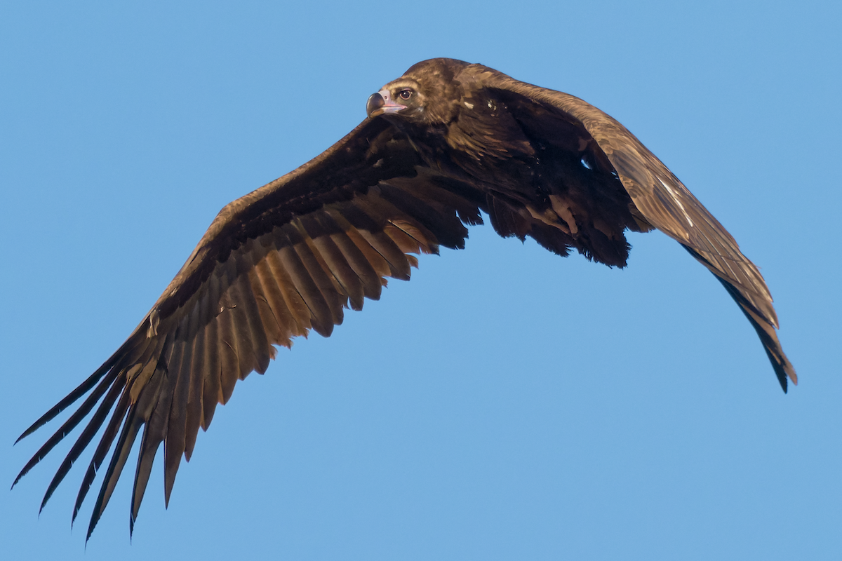 Cinereous Vulture - ML409846681
