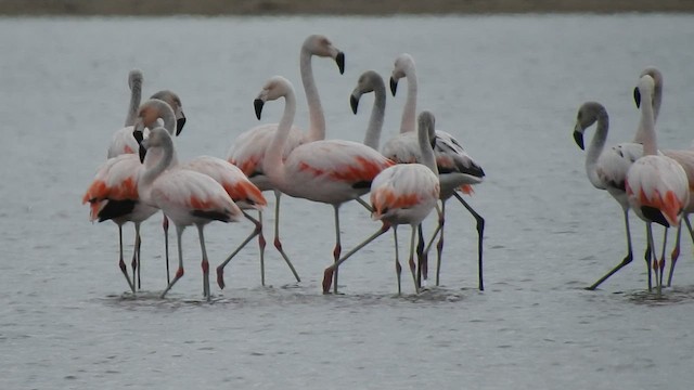 Chilean Flamingo - ML409850201