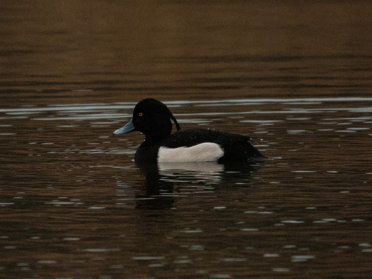 Tufted Duck - ML409854221