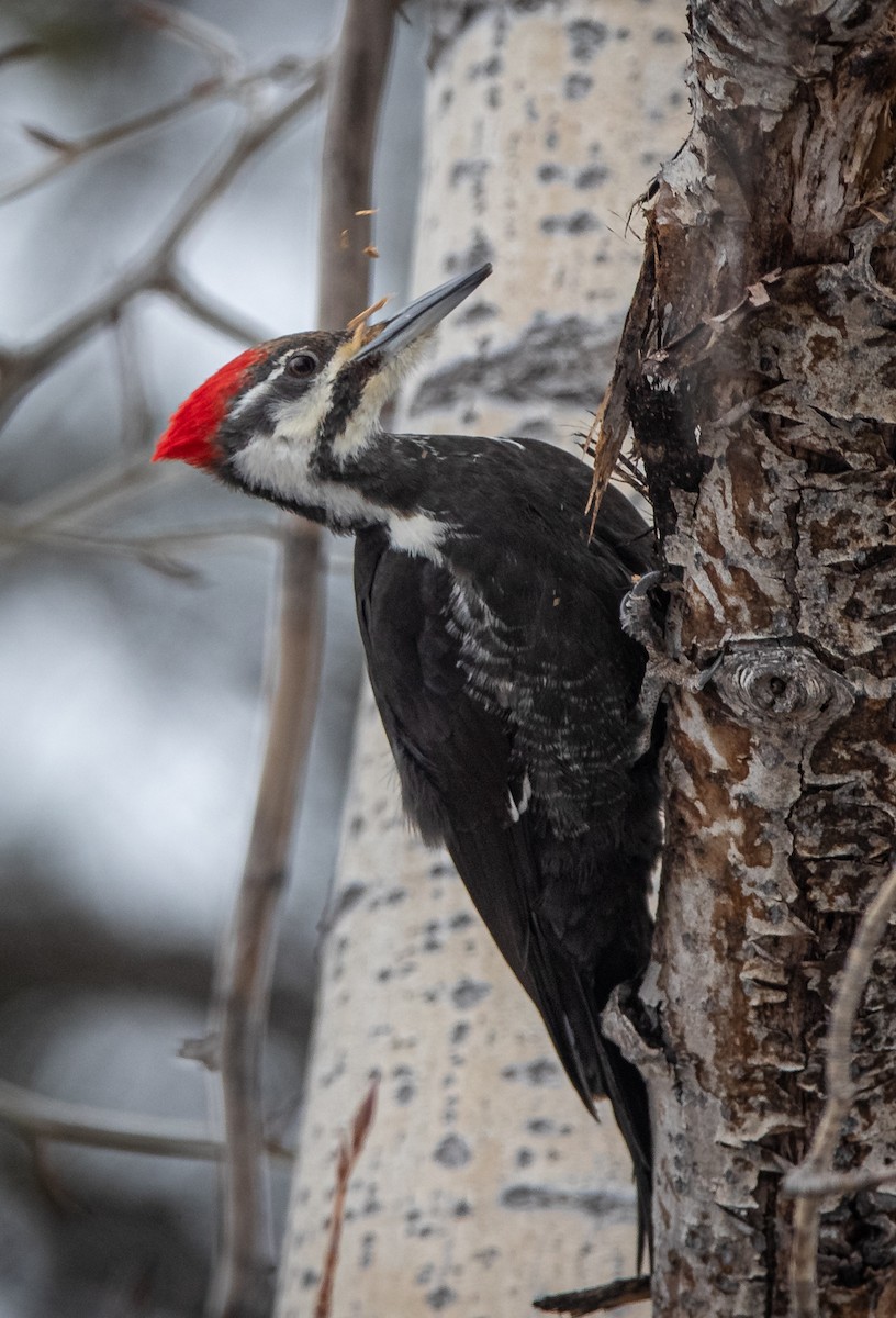 Pileated Woodpecker - bj worth