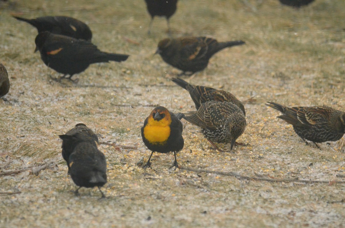 Yellow-headed Blackbird - ML409861151