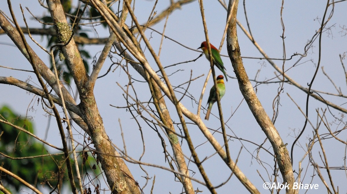 Chestnut-headed Bee-eater - Alok Bhave