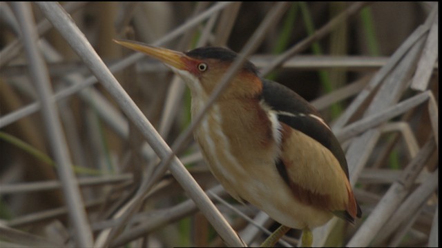  - Least Bittern