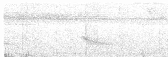 Weißkehl-Ameisenvogel - ML409867711
