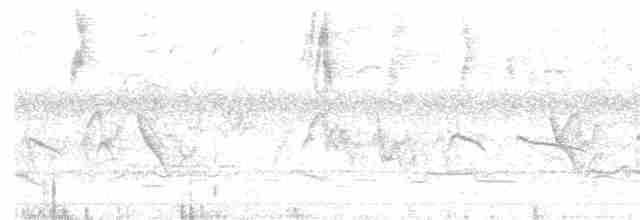 Тиранчик-тонкодзьоб південний - ML409868471