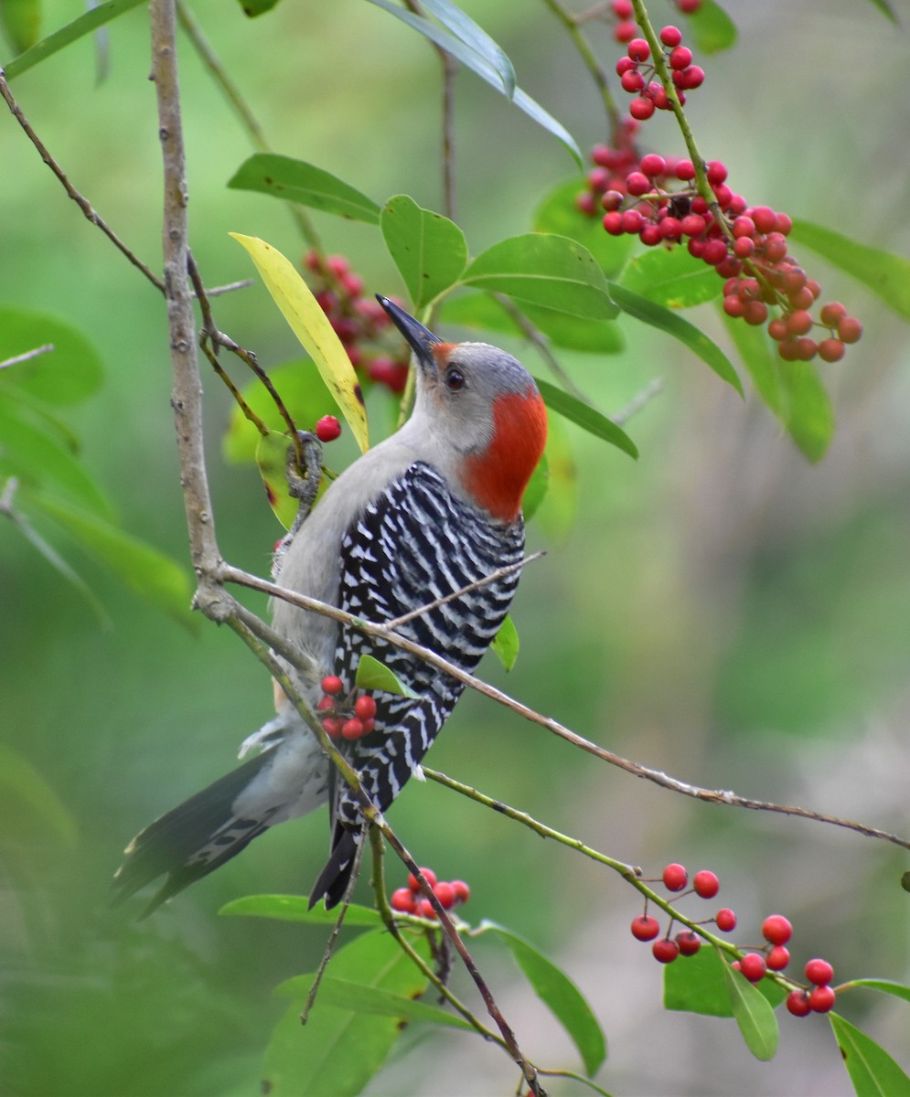 Red-bellied Woodpecker - ML409870411