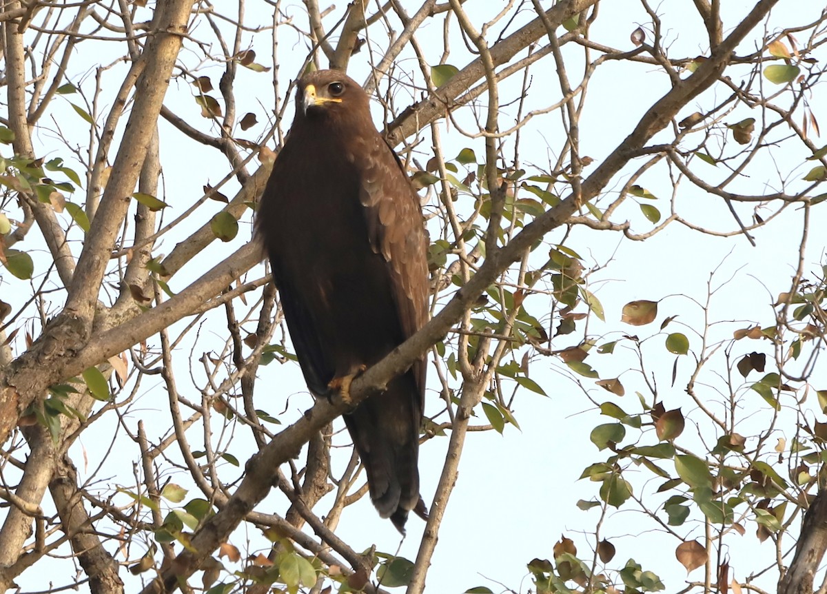 Greater Spotted Eagle - ML409874661