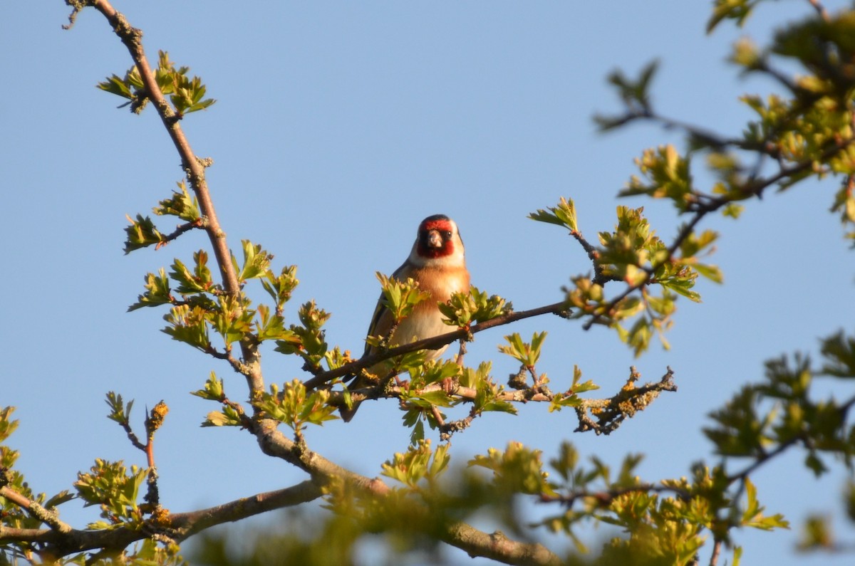 European Goldfinch - Christiaan Trommel