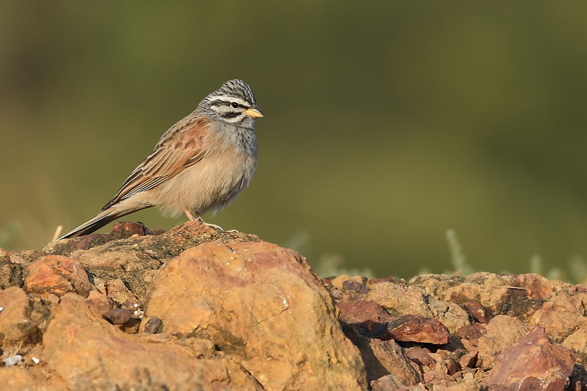 Striolated Bunting - ML409881371