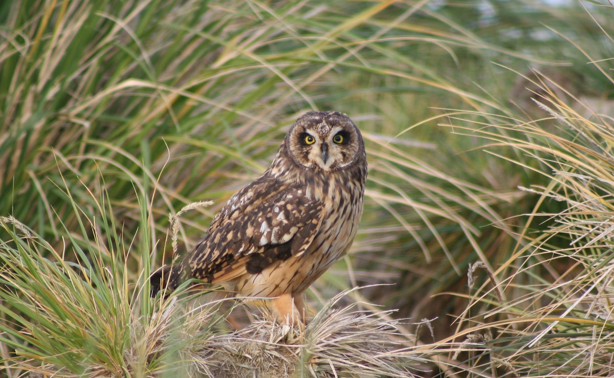 Short-eared Owl - Alan Henry
