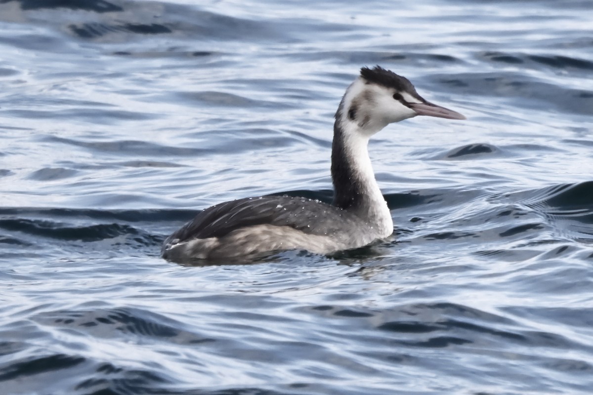 Great Crested Grebe - ML409884741