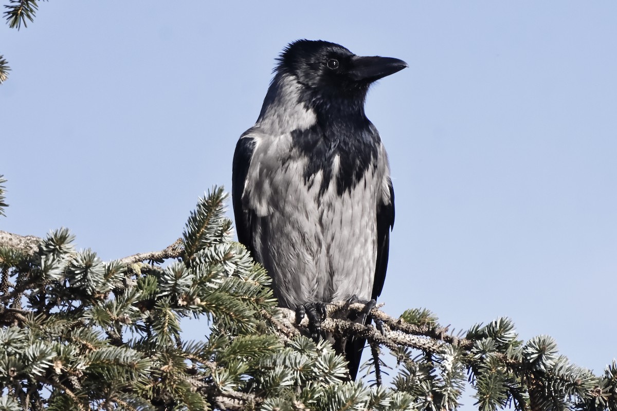 Hooded Crow - ML409885021
