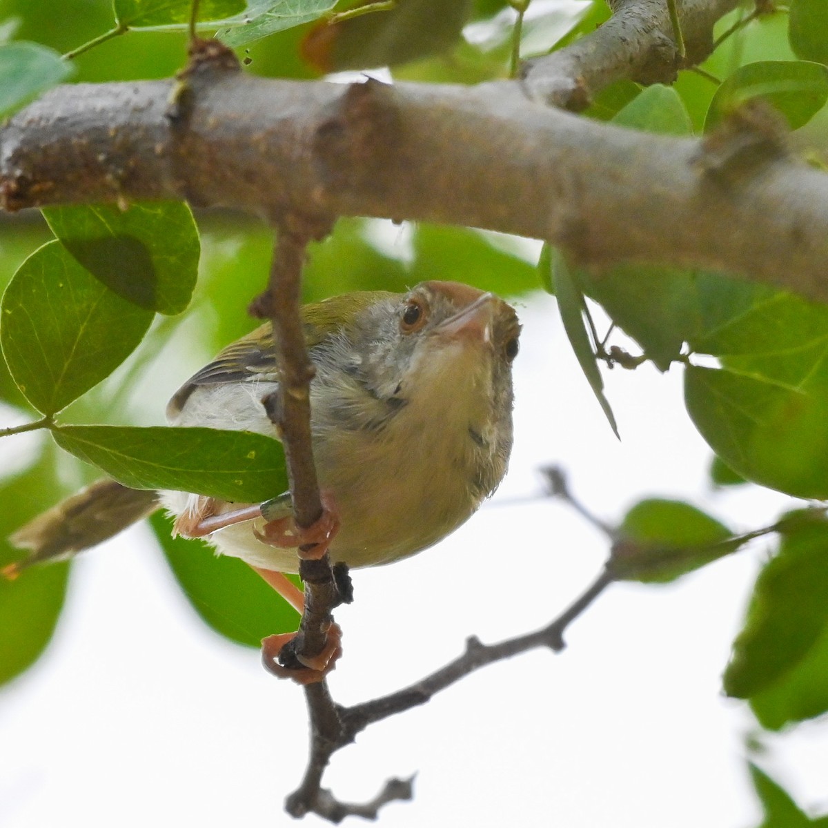 Common Tailorbird - KhunKNC Gain