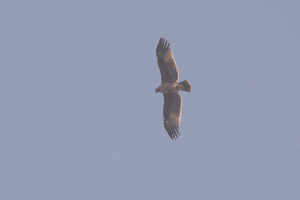 Indian Spotted Eagle - Aniketa Kabir
