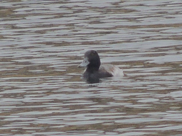 Greater Scaup - ML40989061