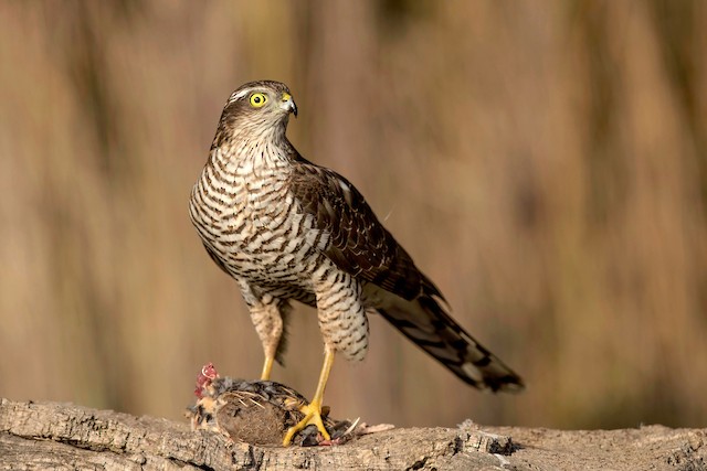 Eurasian Sparrowhawk - eBird