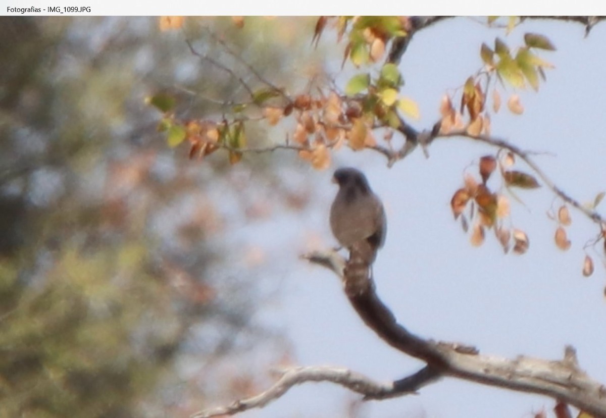 Ovambo Sparrowhawk - pedro maia