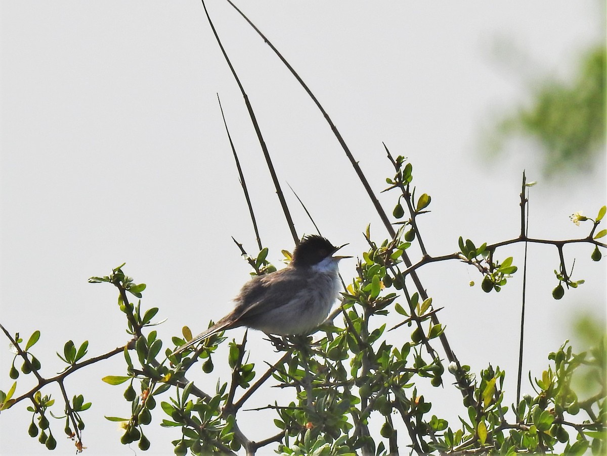 Sardinian Warbler - ML409897021