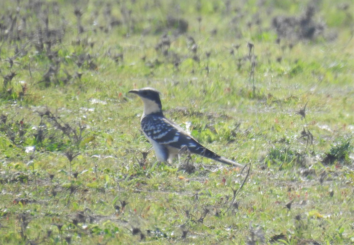 Great Spotted Cuckoo - ML409900451