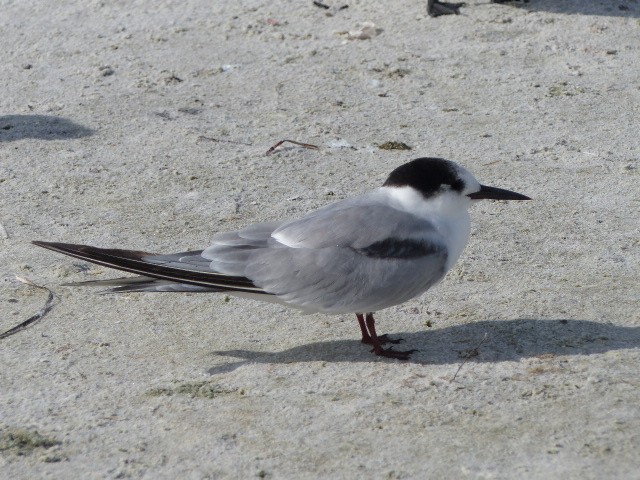 Common Tern - ML40990071