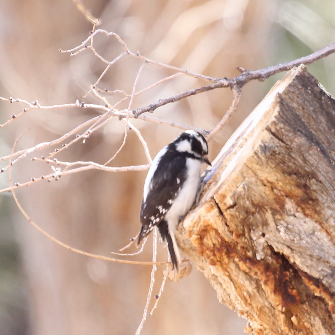 Downy Woodpecker (Rocky Mts.) - ML409901031