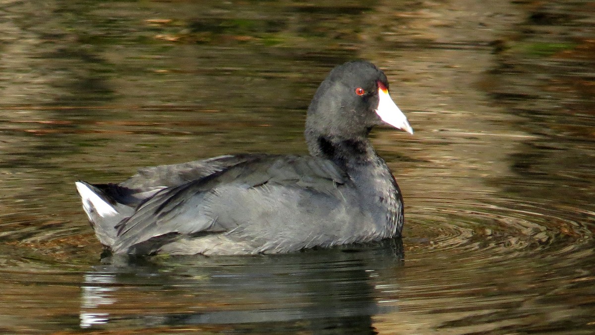 American Coot - Pam Campbell