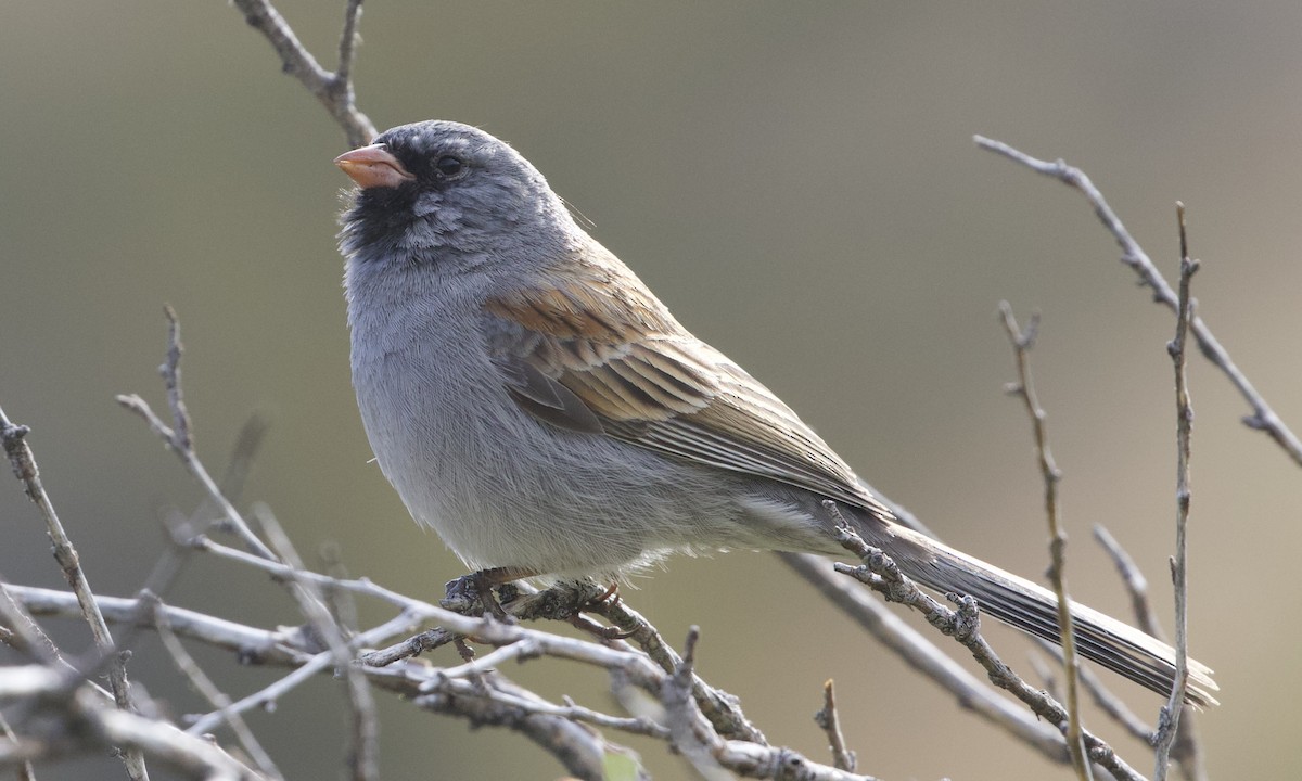 Black-chinned Sparrow - RJ Baltierra