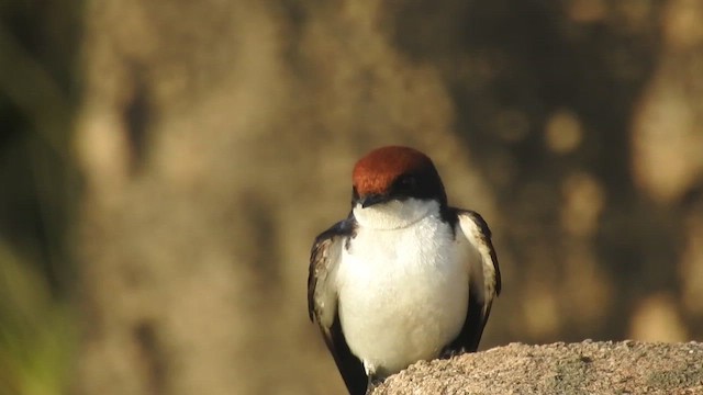 Wire-tailed Swallow - ML409902661